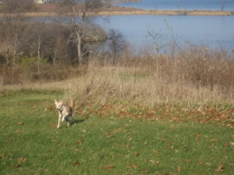 Blip, a Chihuahua and Cocker Spaniel mix tested with EmbarkVet.com