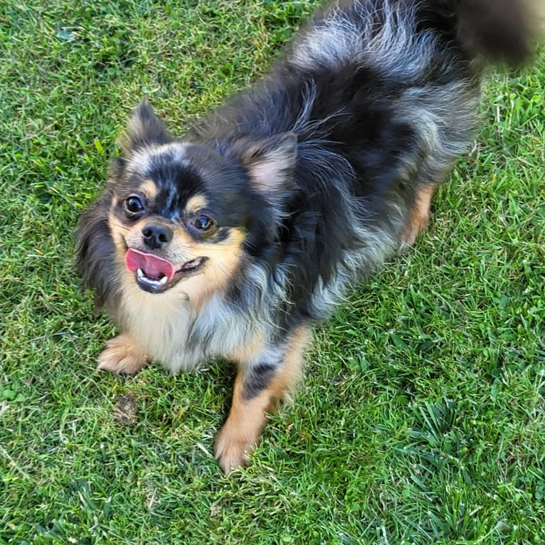 Utah, a Chihuahua tested with EmbarkVet.com