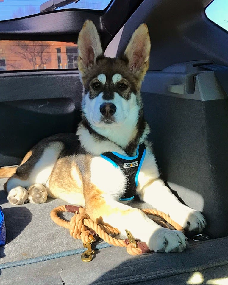 Mattis, a German Shepherd Dog and Alaskan Malamute mix tested with EmbarkVet.com