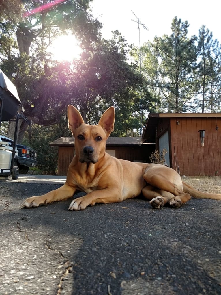 Roo, a Staffordshire Terrier and German Shepherd Dog mix tested with EmbarkVet.com
