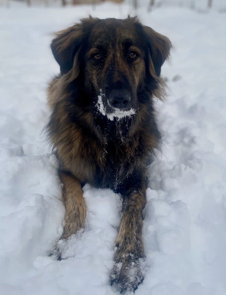 Alta, an American Village Dog tested with EmbarkVet.com