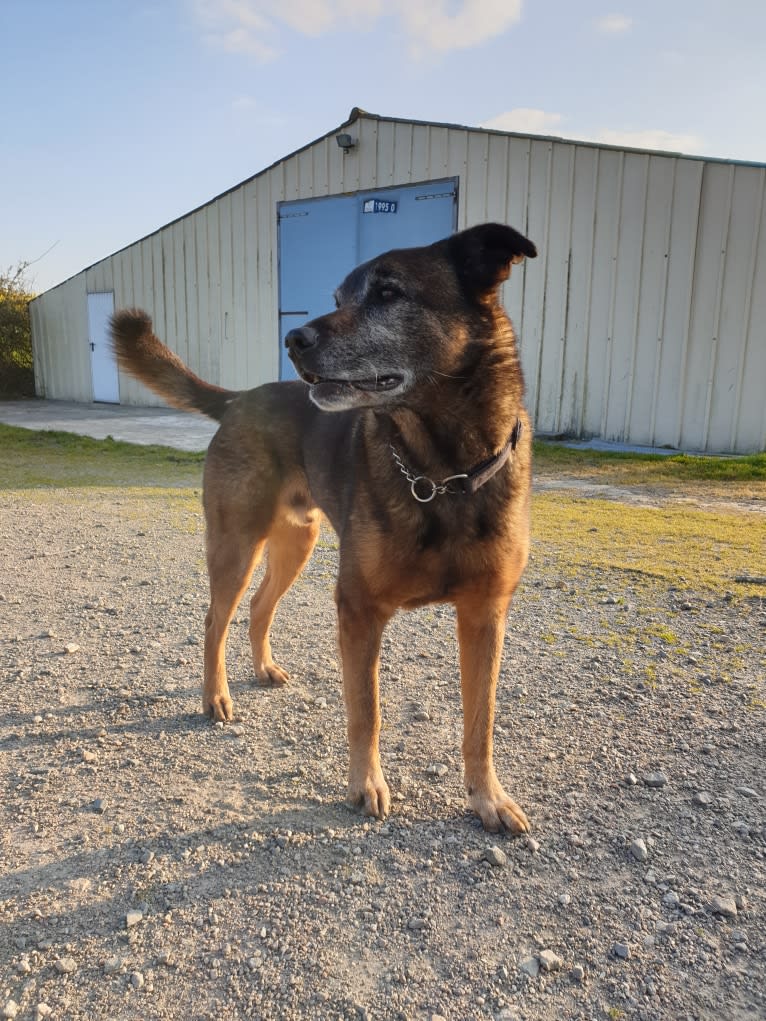 Alfie, a Belgian Malinois and Rottweiler mix tested with EmbarkVet.com