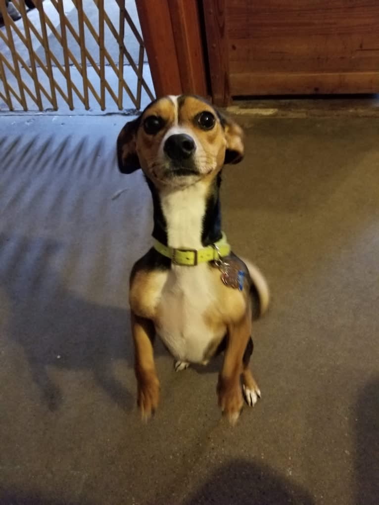Brot, a Chihuahua and Miniature Pinscher mix tested with EmbarkVet.com