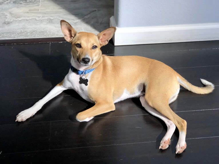Bruno, a Basenji and American Pit Bull Terrier mix tested with EmbarkVet.com