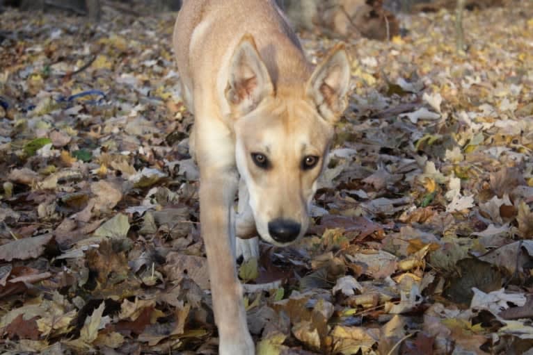 Bones, a Carolina Dog tested with EmbarkVet.com