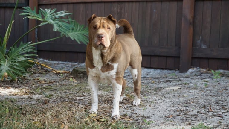 Lava, a Chinese Shar-Pei tested with EmbarkVet.com