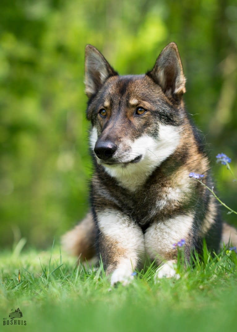 Vidar, a West Siberian Laika tested with EmbarkVet.com