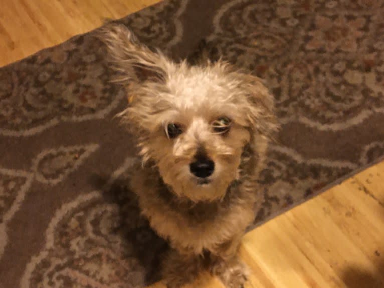 Ginger, a Poodle (Small) and Yorkshire Terrier mix tested with EmbarkVet.com