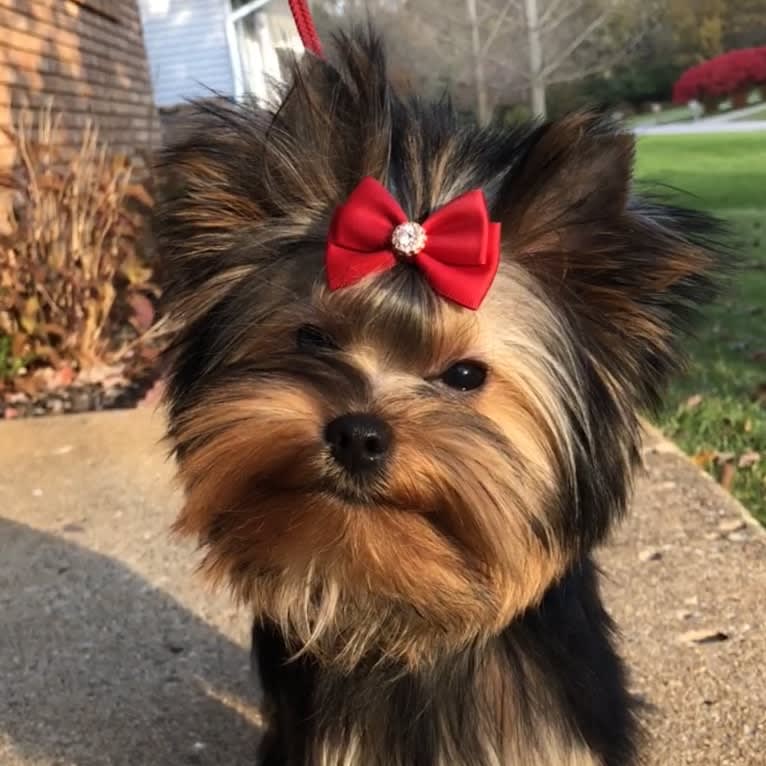 Tito, a Yorkshire Terrier tested with EmbarkVet.com