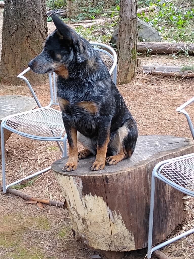 Buck (Little Monster, Little Bear), an Australian Cattle Dog tested with EmbarkVet.com