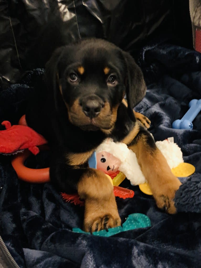 Chompy, a Rottweiler tested with EmbarkVet.com