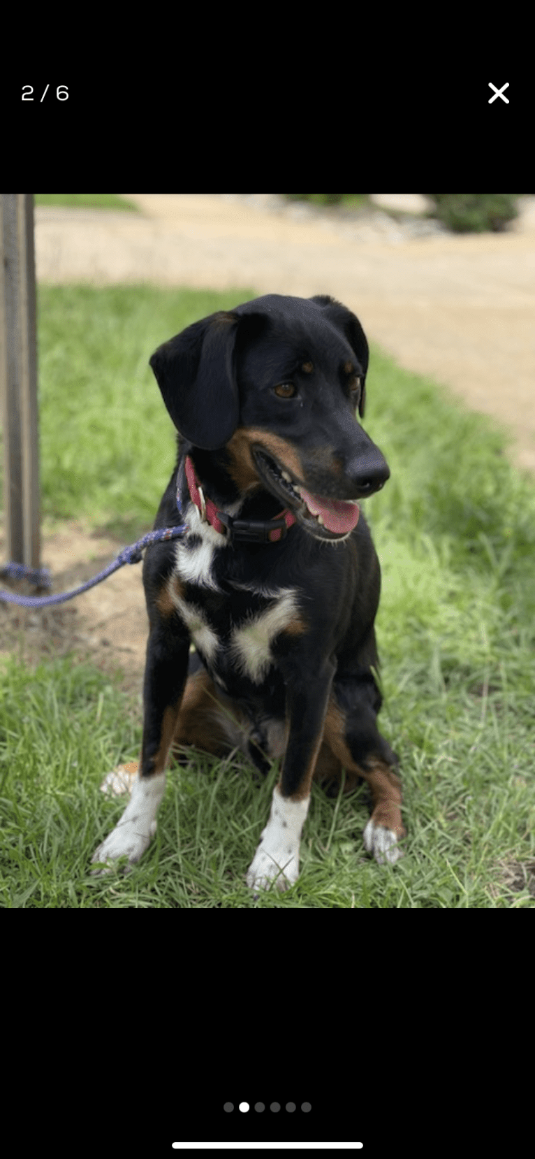 Mate, a Beagle and Australian Cattle Dog mix tested with EmbarkVet.com