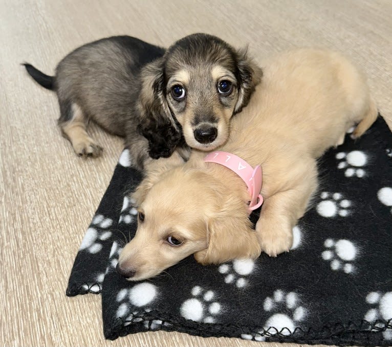 Daisy, a Dachshund tested with EmbarkVet.com