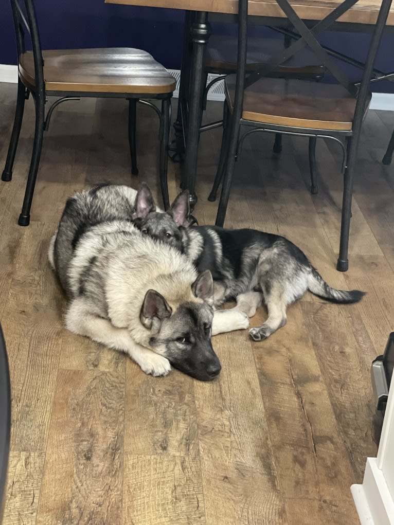 Brutus, a Norwegian Elkhound tested with EmbarkVet.com