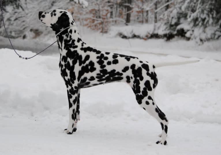 Leilani, a Dalmatian tested with EmbarkVet.com