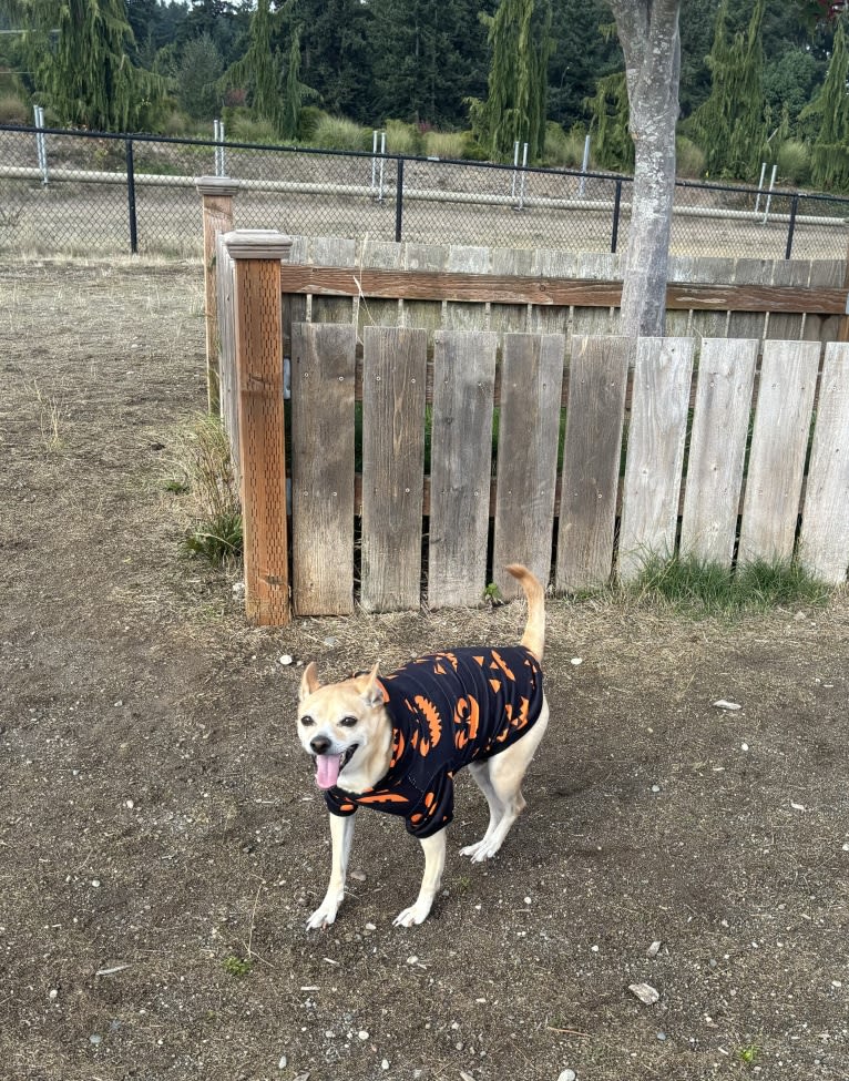 Taco, a Chihuahua and Dachshund mix tested with EmbarkVet.com