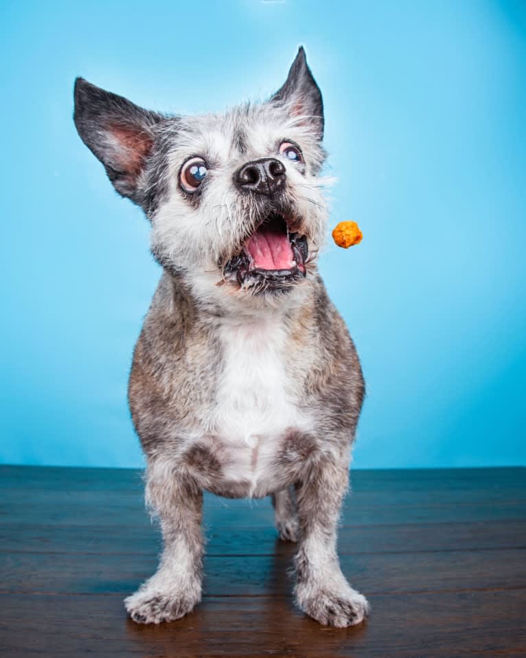 Pan, a Boston Terrier and Poodle (Small) mix tested with EmbarkVet.com