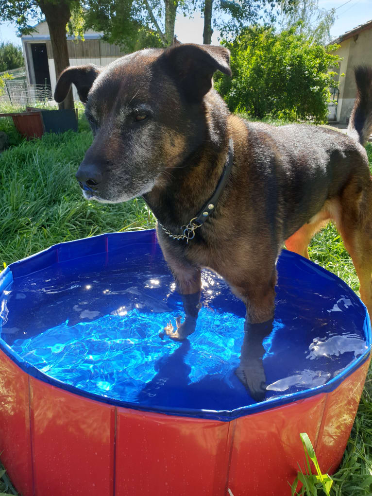 Alfie, a Belgian Malinois and Rottweiler mix tested with EmbarkVet.com