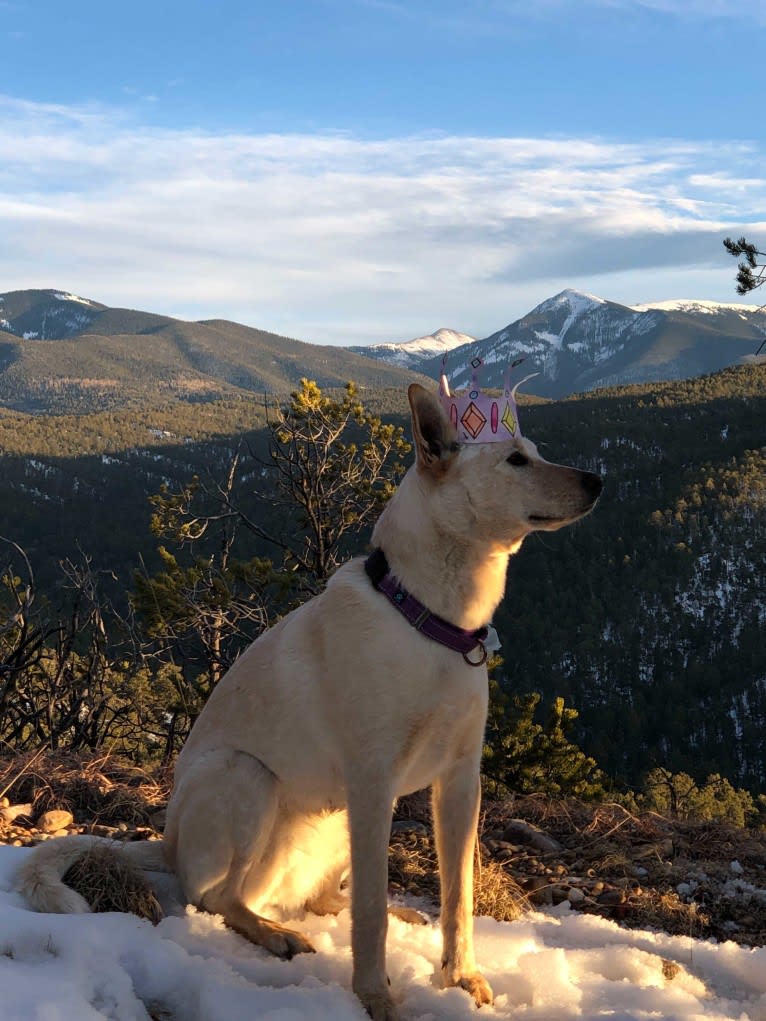 Pearl, an Australian Cattle Dog and Labrador Retriever mix tested with EmbarkVet.com