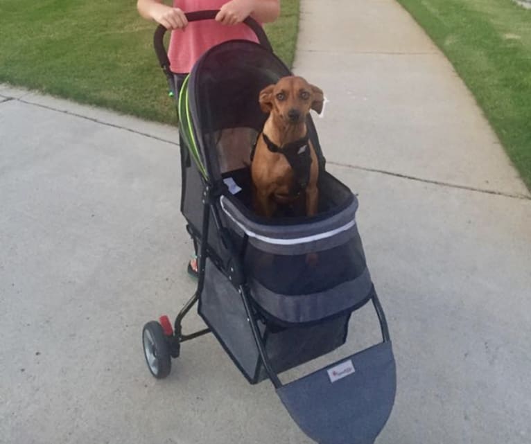 Preston, a Miniature Pinscher and Dachshund mix tested with EmbarkVet.com