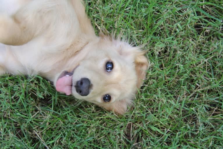 Oliver (Ollie) von Frederick, a Dachshund tested with EmbarkVet.com