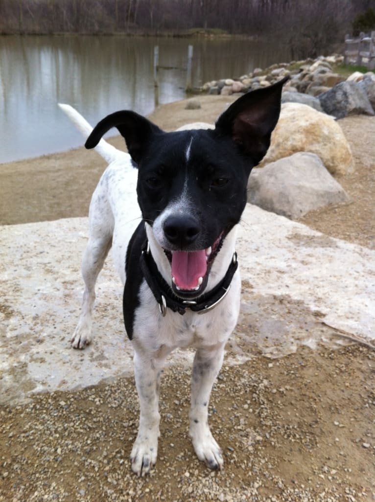 Beau, a Russell-type Terrier and Rat Terrier mix tested with EmbarkVet.com