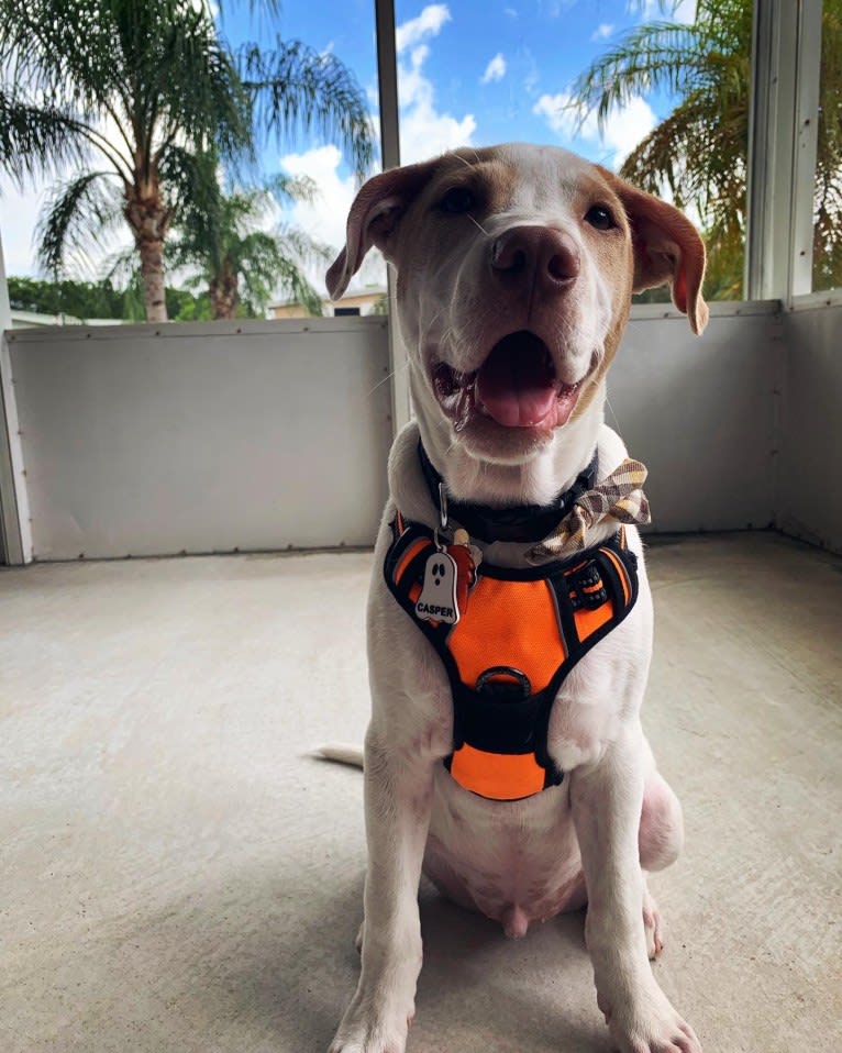 Casper, an American Pit Bull Terrier and Labrador Retriever mix tested with EmbarkVet.com