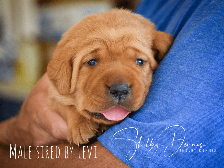 Levi, a Labrador Retriever tested with EmbarkVet.com