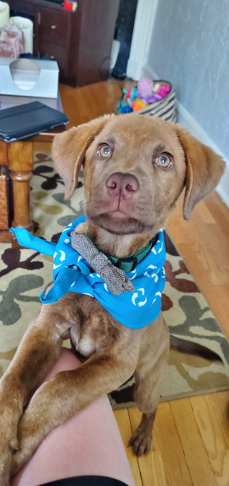 Frankie, an Australian Cattle Dog and Labrador Retriever mix tested with EmbarkVet.com