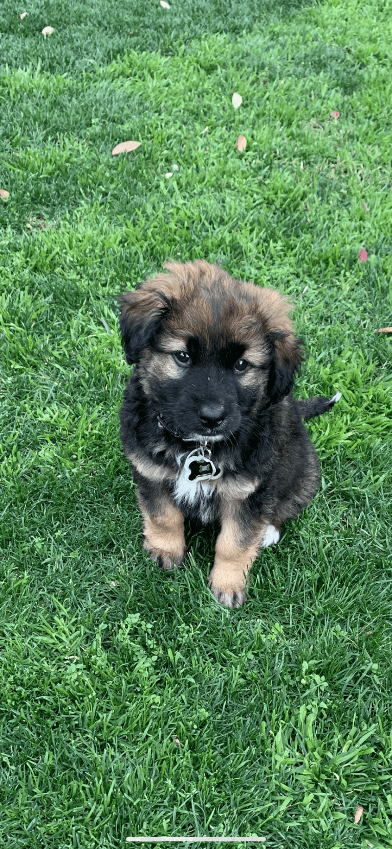 Tobey, a Chow Chow and American Pit Bull Terrier mix tested with EmbarkVet.com