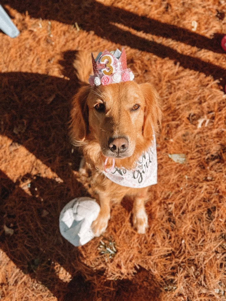 Marley, a Golden Retriever tested with EmbarkVet.com