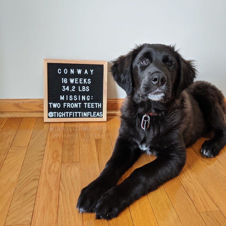 Conway, a Golden Retriever and Great Pyrenees mix tested with EmbarkVet.com