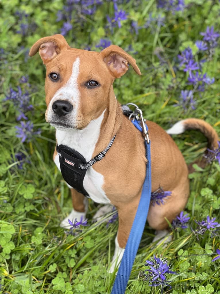 Linux Rowan, an American Pit Bull Terrier and Rottweiler mix tested with EmbarkVet.com