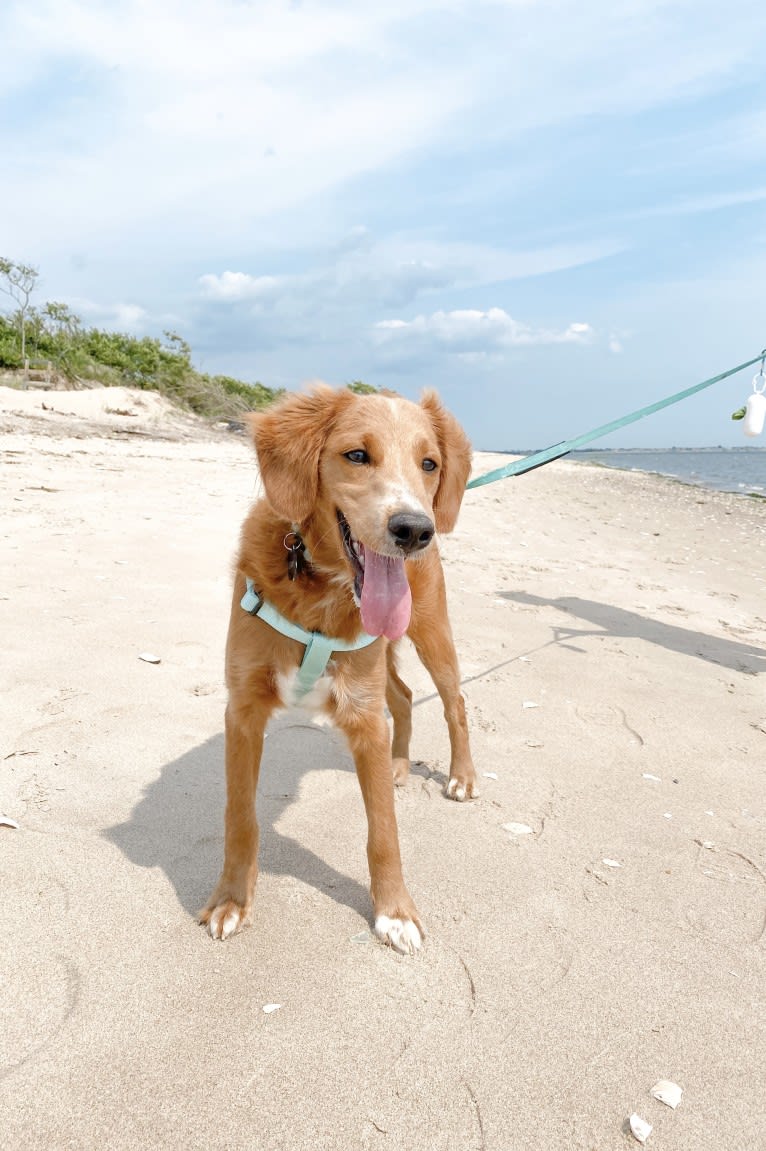 Benny, a Goldendoodle tested with EmbarkVet.com