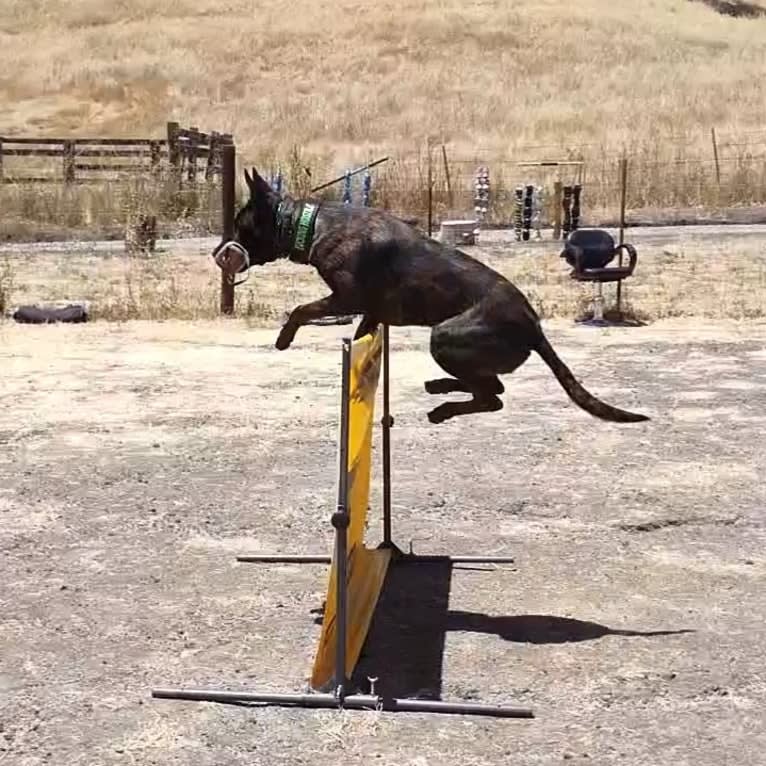 Static, a Dutch Shepherd tested with EmbarkVet.com