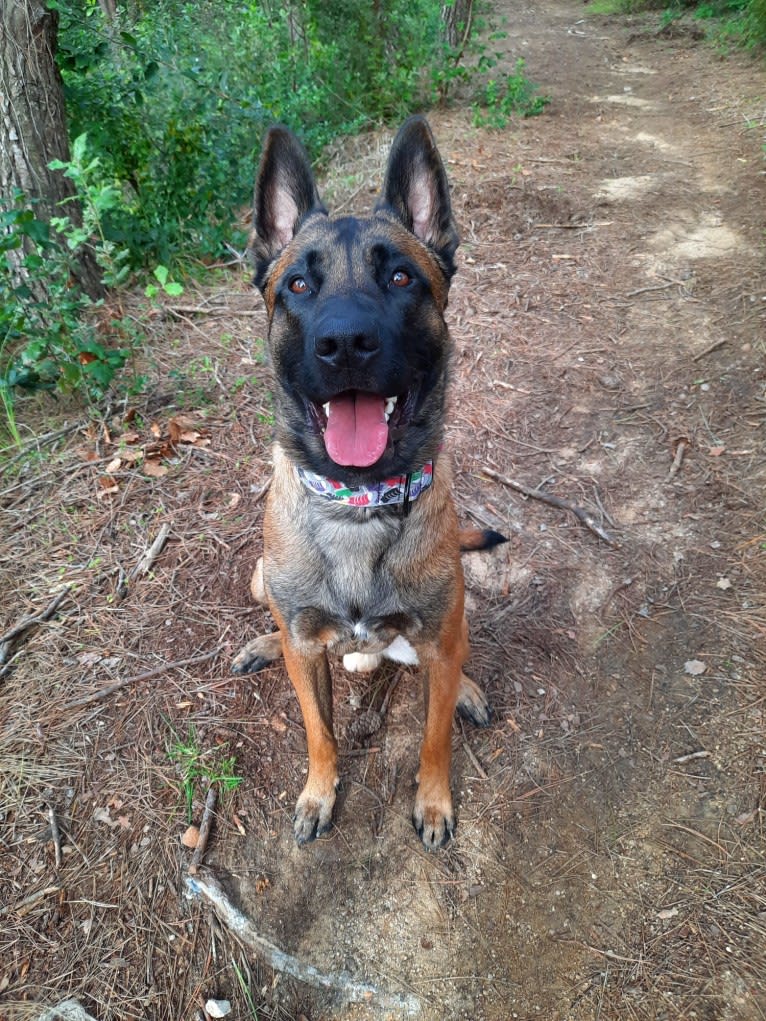 Kylar (PsychoKiller d'Hélitesport), a Belgian Shepherd tested with EmbarkVet.com