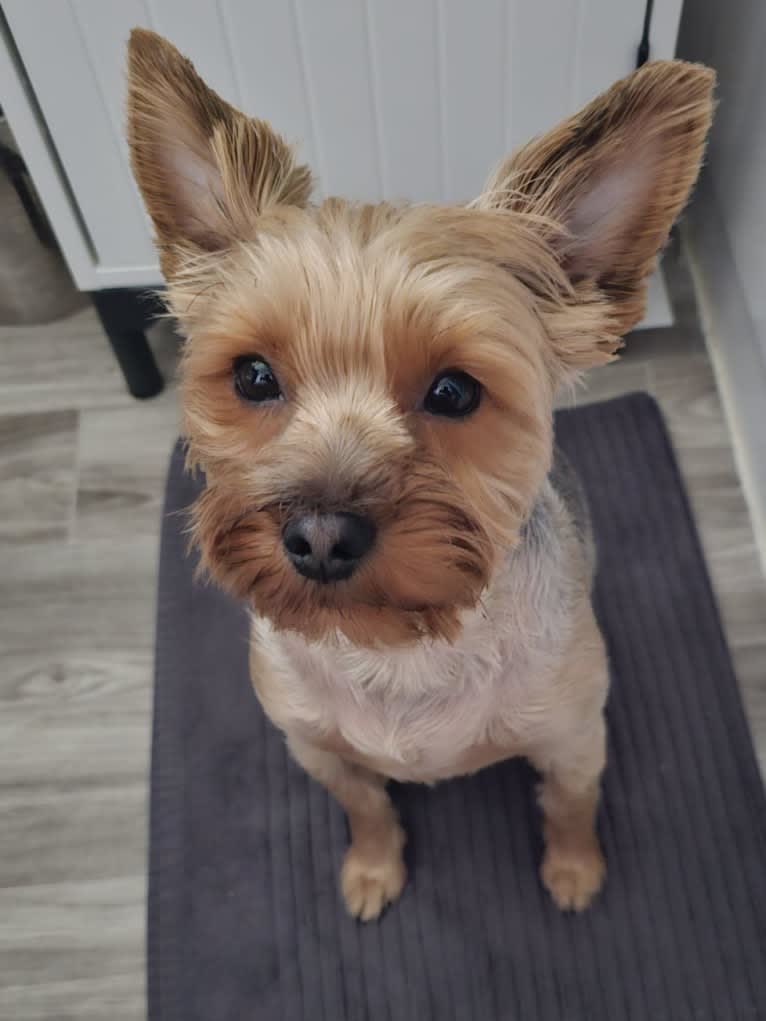Charlie, a Yorkshire Terrier tested with EmbarkVet.com