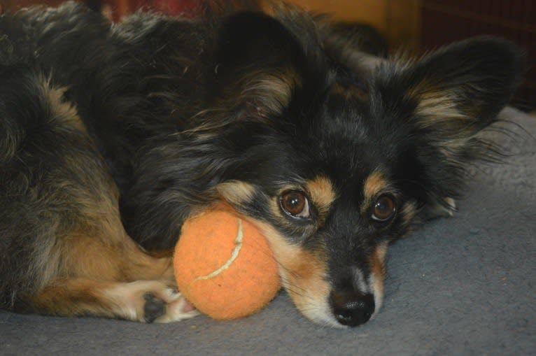 Scamp (a.k.a. Skamp), an Australian Shepherd tested with EmbarkVet.com