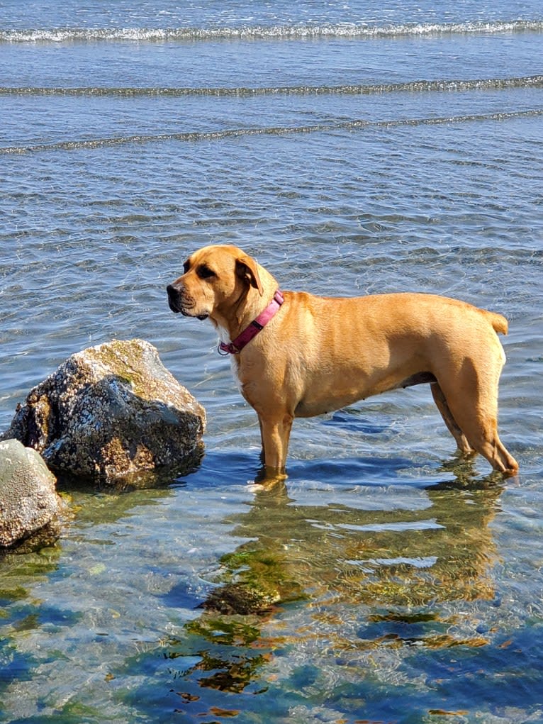 Bella, a Boxer and American Pit Bull Terrier mix tested with EmbarkVet.com