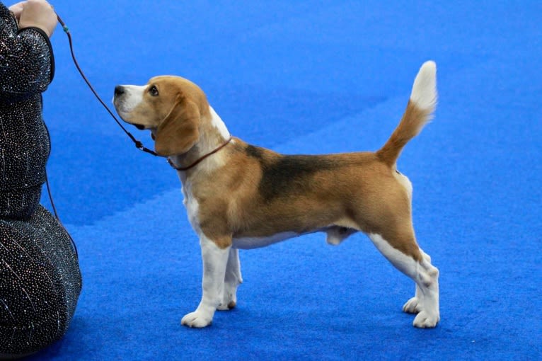 Peter, a Beagle tested with EmbarkVet.com