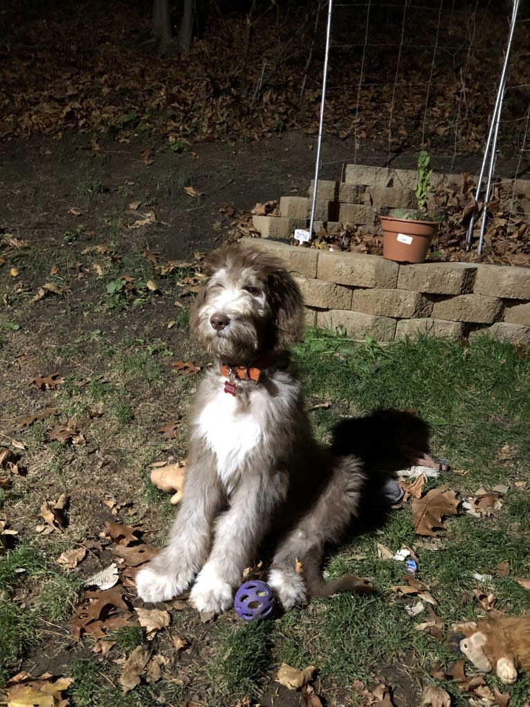 Roscoe, a Poodle (Standard) and Golden Retriever mix tested with EmbarkVet.com