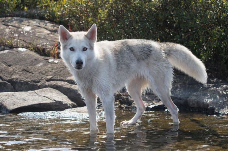 Untamed's white wanderer "Nova", a Siberian Husky and German Shepherd Dog mix tested with EmbarkVet.com