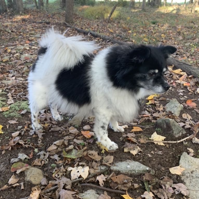 Piper, an American Eskimo Dog and Pomeranian mix tested with EmbarkVet.com