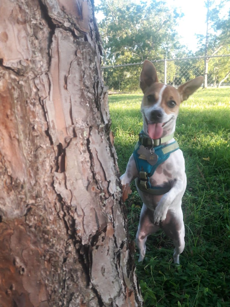 Anastasia "Annie" Betesh, a Chihuahua and Yorkshire Terrier mix tested with EmbarkVet.com