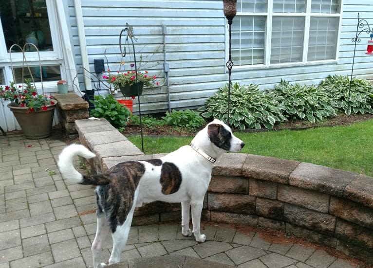 Jagermeister, a Great Pyrenees and Staffordshire Terrier mix tested with EmbarkVet.com