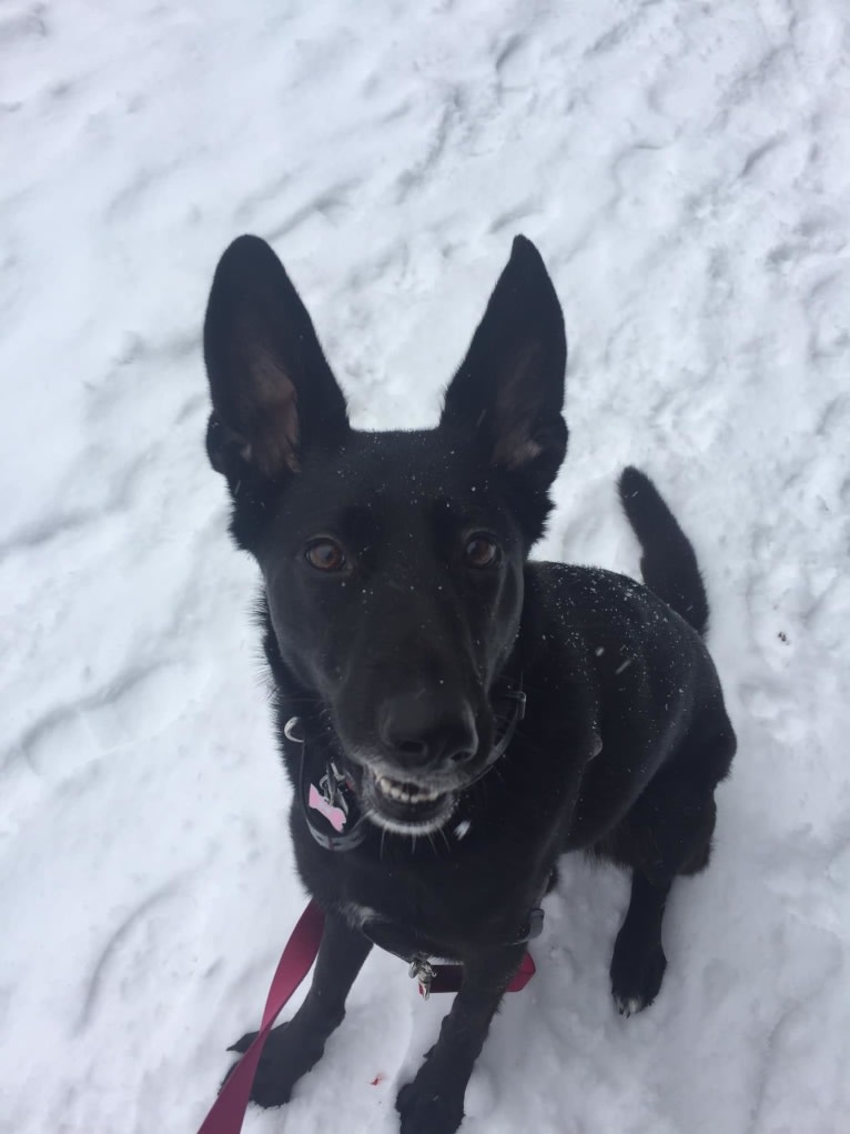 Lula, a German Shepherd Dog and Golden Retriever mix tested with EmbarkVet.com