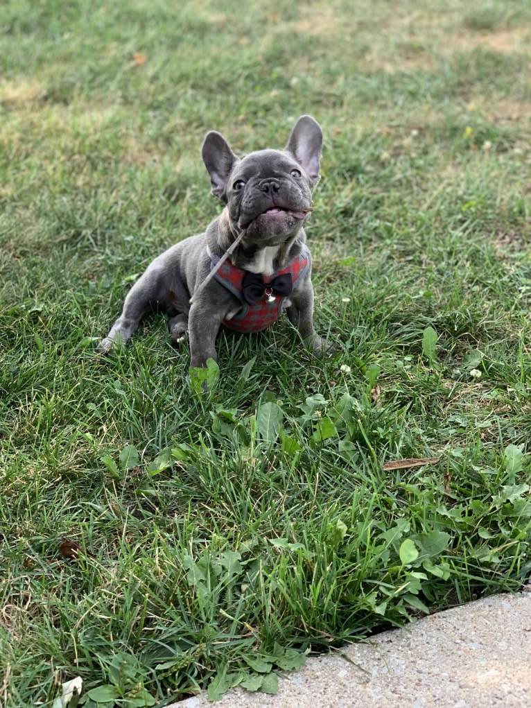 Nardo, a French Bulldog tested with EmbarkVet.com