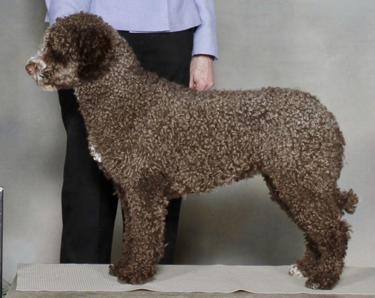 Halle, a Spanish Water Dog tested with EmbarkVet.com