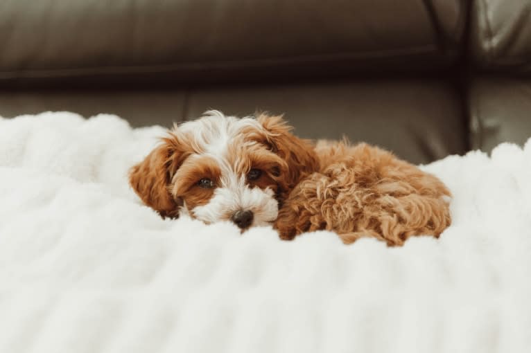 Harry, a Goldendoodle tested with EmbarkVet.com