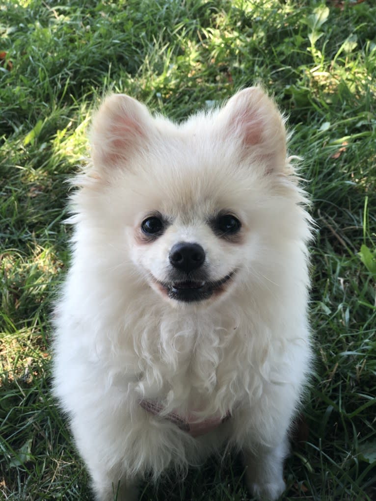 Lilith, a Pomeranian tested with EmbarkVet.com